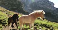 Cavalli in posa sotto il Monte Cernera 