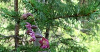 Elleborina Violacea (Epipactis Atrorubens, Orchidaceae)