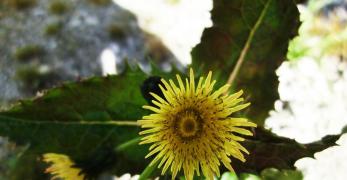 Crespino Spinoso (Sonchus Asper, Asteraceae)