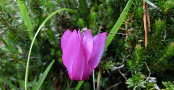 Ciclamino delle Alpi (Cyclamen Purpurascens, Primulaceae)