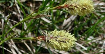 Carice Primaticcia (Carex Caryophyllea, Cyperaceae)