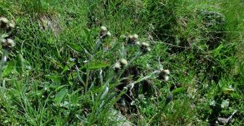 Sempiterni del Calcare (Antennaria Carpathica, Asteraceae)