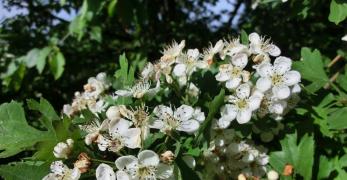 Biancospino (Crataegus Monogyna, Rosaceae)