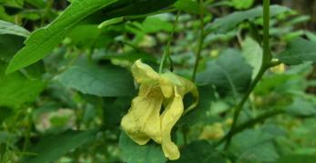 Balsamina Gialla (Impatiens Noli-Tangere, Balsaminaceae)