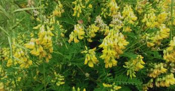 Astragalo Giallo (Astragalus Penduliflorus, Fabaceae)