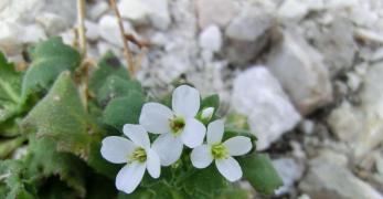 Arabetta Alpina (Arabis Alpina, Brassicaceae)