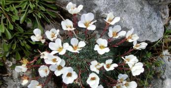 Sassifraga di Burser (Saxifraga Burserana, Saxifragaceae)