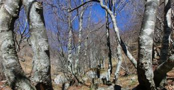 Sculture naturali lungo le pendici meridionali del monte Roppa Buffon