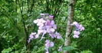 Violacciocca Antoniana (Hesperis Matronalis, Brassicaceae)
