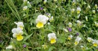 Viola dei Campi (Viola Arvensis, Violaceae)