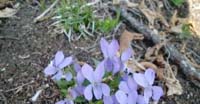 Viola Selvatica (Viola Canina, Violaceae)
