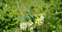 Vincetossico Comune (Vincetoxicum Hirundinaria, Asclepiadaceae)