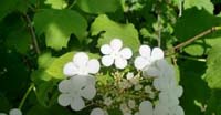 Palla di neve (Viburnum Opulus, Caprifogliaceae)