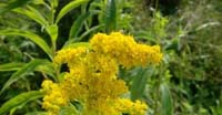 Verga d'Oro Maggiore (Solidago Gigantea Aiton, Asteraceae)