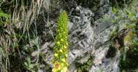 Verbasco (Verbascum Thapsus, Scrophlulariaceae)