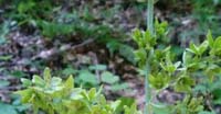 Veratro Bianco (Veratrum Album, Liliaceae)