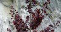 Veratro Nero (Veratrum Nigrum, Liliaceae) 