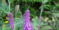 Veccia Montanina (Vicia Cracca, Leguminosae) 