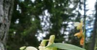 Veccia Giallastra (Vicia Lutea, Leguminosae)