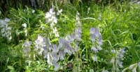 Veccia Silvana (Vicia Sepium, Leguminosae)