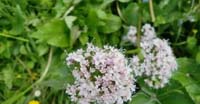 Valeriana Montana (Valeriana Montana L., Valerianaceae)