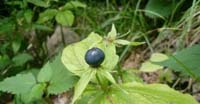 Uva di Volpe (Paris Quadrifolia, Liliaceae)