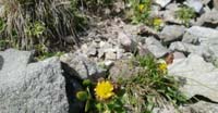 Trifoglio Bruno (Trifolium Badium, Leguminosae)