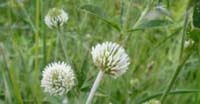 Trifoglio Montano (Trifolium Montanum, Leguminosae)