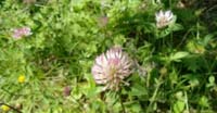 Trifoglio Pratense (Trifolium Pratense, Leguminosae)