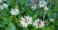 Trifoglio Pallescente (Trifolium Pallescens, Leguminosae)