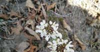 Erba Storna Montanina (Thalaspi Praecox, Brassicaceae)