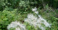 Pigamo Colombino (Thalictrum Aquilegifolium, Ranuncolaceae)