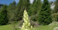 Tajola Comune (Tofieldia Calyculata, Tofieldiaceae)