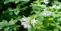 Stellina Cruciata (Asperula Taurina, Rubiaceae)