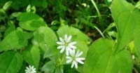 Centocchio dei Boschi (Stellaria Nemorum, Caryophyllaceae)
