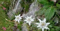 Stella Alpina (Leontopodium Alpinum, Compositae)
