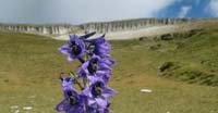 Speronella Alpina (Delphinium Dubium, Ranuncolaceae)