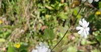 Silene Bianca (Silene Alba, Caryophyllaceae)