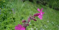 Silene Dioica (Silene Dioica, Caryophyllaceae)