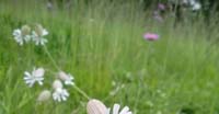 Silene Rigonfia (Silene Vulgaris, Caryophyllaceae)