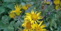 Senecio Alpino (Senecio Alpinus, Asteraceae)
