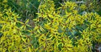 Senecione di Fuchs (Senecio Ovatus, Asteraceae)