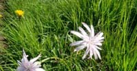 Scorzonera Rosea (Scorzonera Rosea, Asteraceae)