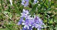 Scilla Silvestre (Scilla Bifolia, Liliaceae)
