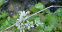 Sassifraga a Foglie Rotonde (Saxifraga Rotundifolia, Saxifragaceae)