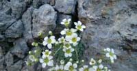 Sassifraga Verdazzurra (Saxifraga Caesia, Saxifragaceae)