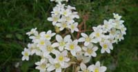Sassifraga di Host (Saxifraga Hostii, Saxifragaceae)