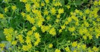 Sassifraga Gialla (Saxifraga Aizoides, Saxifragaceae)