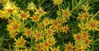 Sassifraga Aranciata (Saxifraga Mutata, Saxifragaceae) 