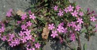 Saponaria di Roccia (Saponaria Ocymoides, Caryophyllaceae)